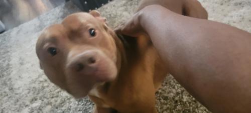 Lost Male Dog last seen Near andover st, Wilkes-Barre, PA 18702