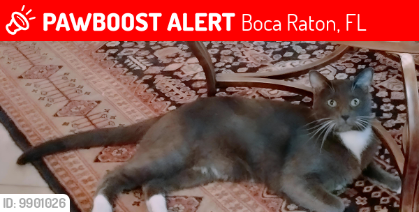 Lost Male Cat last seen Near SW 18th St, Boca Raton, FL 33428, Boca Raton, FL 33428