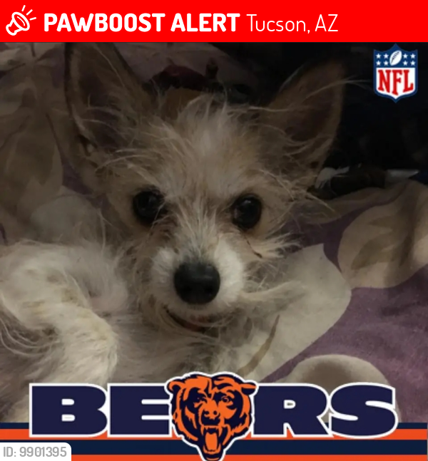 Lost Female Dog last seen 12th and Drexel area, Tucson, AZ 85706