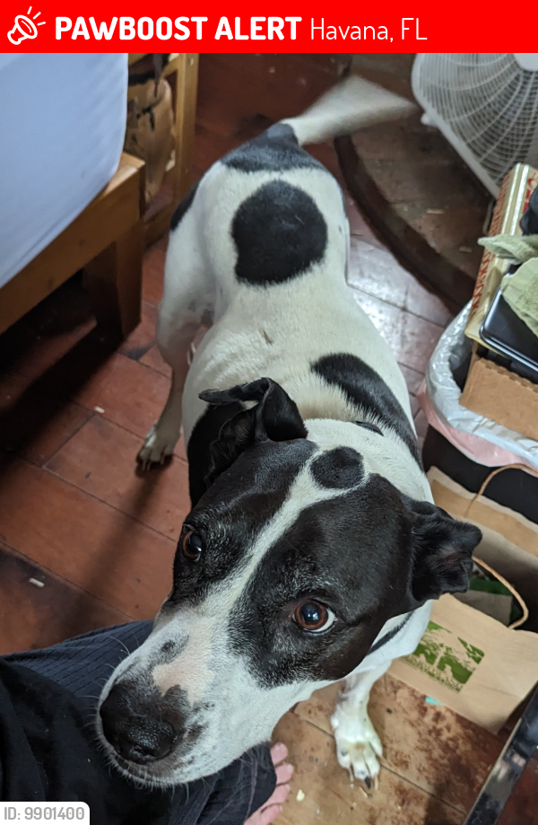 Havana, FL Lost Female Dog, Dixie Is Missing PawBoost