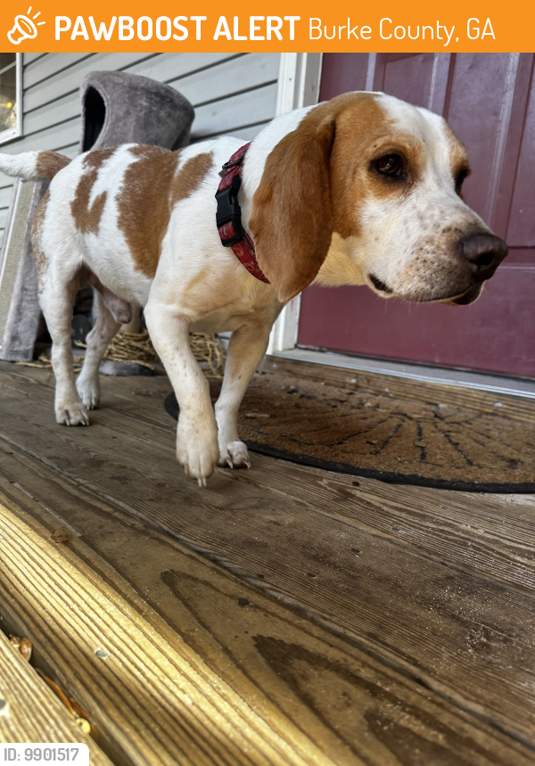 Gainesville, GA Stray Male Dog Found Near Near briar creek and seven ...