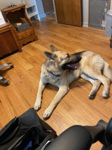 Lost Male Dog last seen Near W Hillyard Rd Moody, TX 76579, Moody, TX 76557