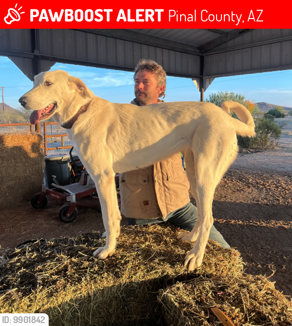 Lost Female Dog last seen Hidden Valley, az, Pinal County, AZ 85139