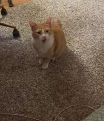 Lost Female Cat last seen Koch Drive & Walman Drive, Guelph, ON N1G 4G3