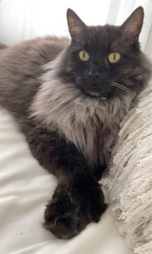 Lost Male Cat last seen 32nd street, Foothills County, AB T0L 0X0