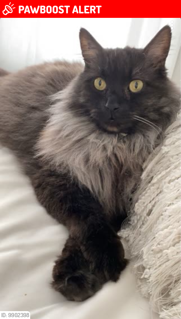 Lost Male Cat last seen 32nd street, Foothills County, AB T0L 0X0