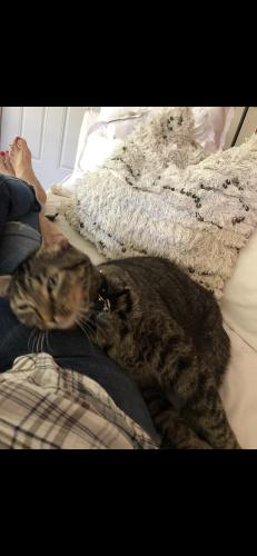 Lost Female Cat last seen Sunset/ S. Alhambra, Coral Gables, FL 33146