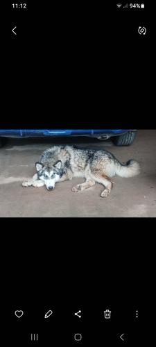 Lost Male Dog last seen Highway 326 and 441, Commerce, GA 30599