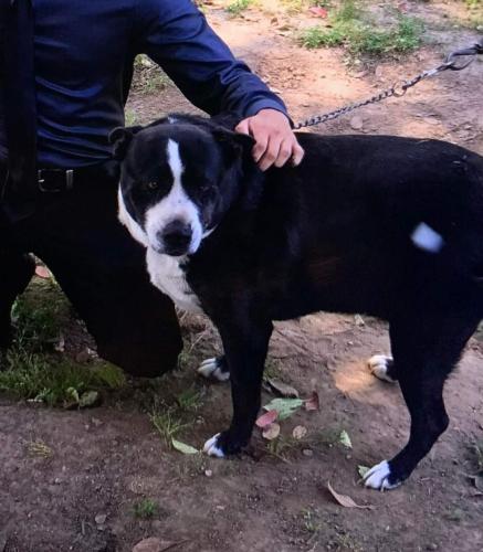 Lost Female Dog last seen Bert Wood/Northwest park, Cedartown, GA 30125