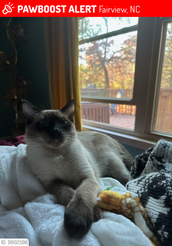 Lost Male Cat last seen Indian mound trail and Blue Ridge Dev , Fairview, NC 28730