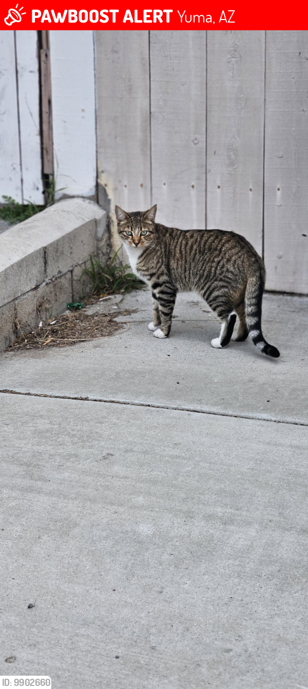 Yuma, AZ Lost Male Cat, Geronimo Is Missing | PawBoost