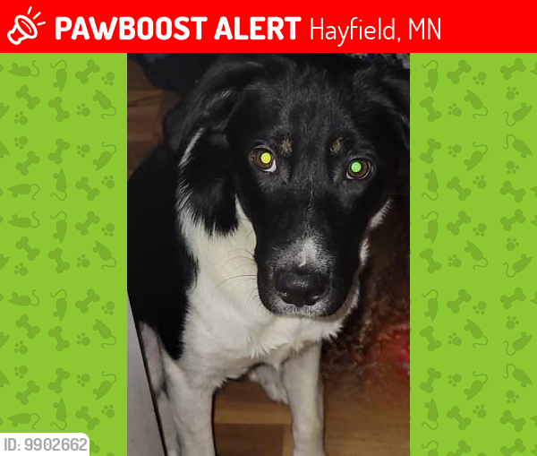 Lost Female Dog last seen Near 2nd st ne, Hayfield, MN 55940