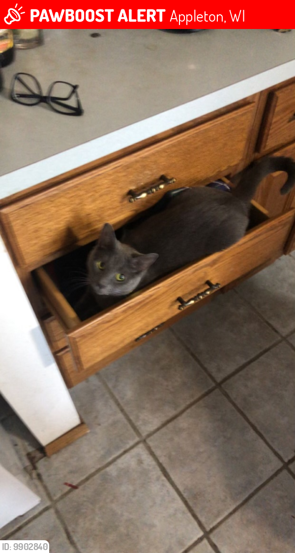 Lost Female Cat last seen Near Evergreen not too far from the grand chute fire department , Appleton, WI 54913
