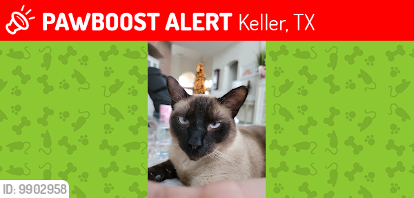 Lost Male Cat last seen Prescott and Fowler St,  Keller, Keller, TX 76248