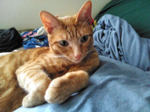 Lost Male Cat last seen Near Haskell ave van nuys ca, Los Angeles, CA 91406