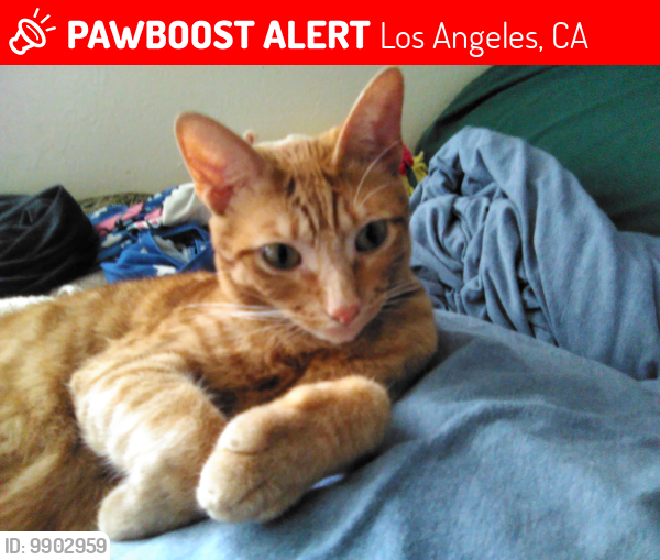Lost Male Cat last seen Near Haskell ave van nuys ca, Los Angeles, CA 91406