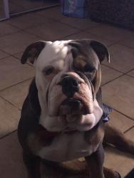 Lost Male Dog last seen Dallas tx , Dallas, TX 75224
