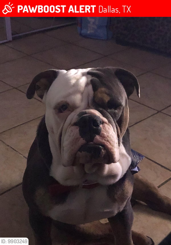 Lost Male Dog last seen Dallas tx , Dallas, TX 75224