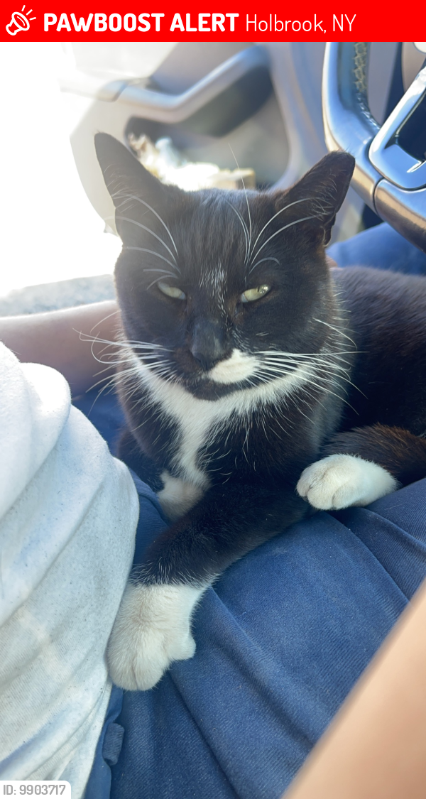 Lost Unknown Cat last seen Singingwood and Acacia, Holbrook, NY 11741