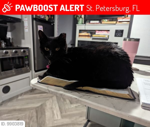 Lost Female Cat last seen Hyacinth Way S and Jasmine Way S, St. Petersburg, FL 33705