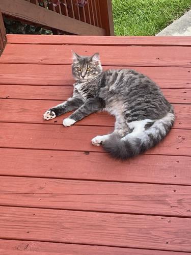 Lost Male Cat last seen Whippoorwill & Cold Creek Drive, Watkinsville, GA 30677
