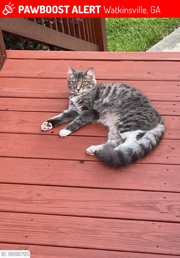 Lost Male Cat last seen Whippoorwill & Cold Creek Drive, Watkinsville, GA 30677