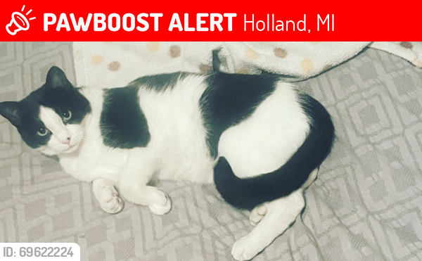 Lost Male Cat last seen Rose Park and Butternut Drive, Holland, MI 49424
