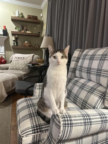 Lost Male Cat last seen Butler Animal Clinic in Karns, Knoxville, TN 37931