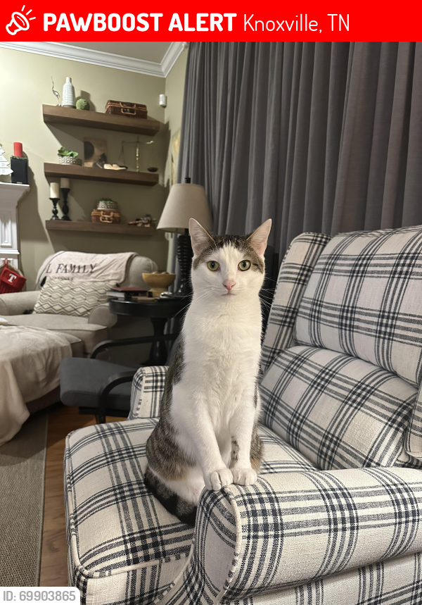 Lost Male Cat last seen Butler Animal Clinic in Karns, Knoxville, TN 37931