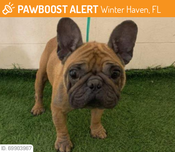 Deceased Female Dog in Winter Haven, FL 33880 (ID 69903967) PawBoost