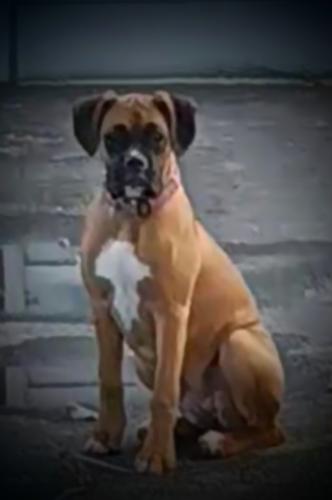 Lost Female Dog last seen Near Gillis falls rd , Mount Airy, MD 21771