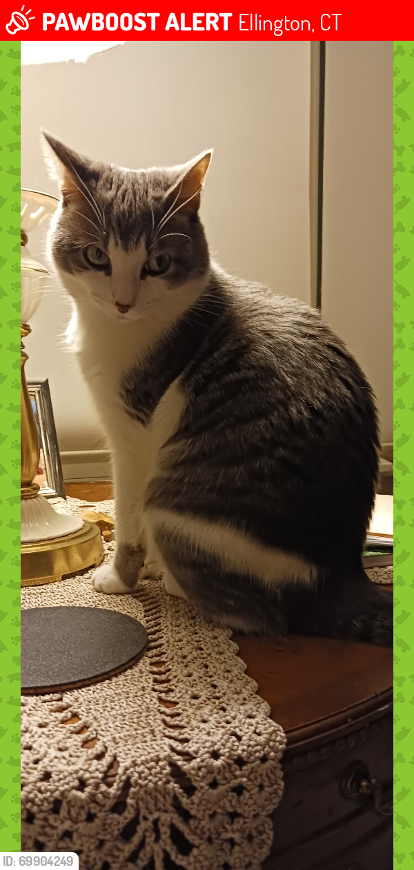 Lost Male Cat last seen Cider Mill Road and Crystal Lake Road, Ellington, CT 06029