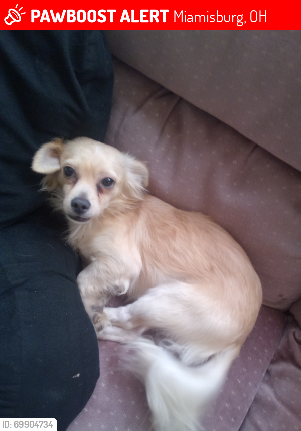 Lost Male Dog last seen Cherry Hill , Miamisburg, OH 45342