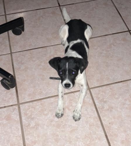 Lost Male Dog last seen Near west Hidalgo Ave next to southern ave 22 and 23 avenue , Phoenix, AZ 85041