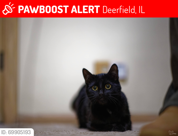 Lost Male Cat last seen westgate and knoolwood rd, Deerfield, IL 60015