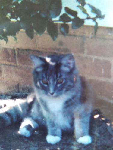 Lost Female Cat last seen West 191st st., Cleveland, OH 44135