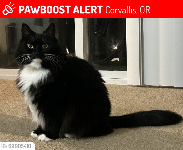 Lost Female Cat last seen SE Centerpointe Dr, Corvallis, OR 97333