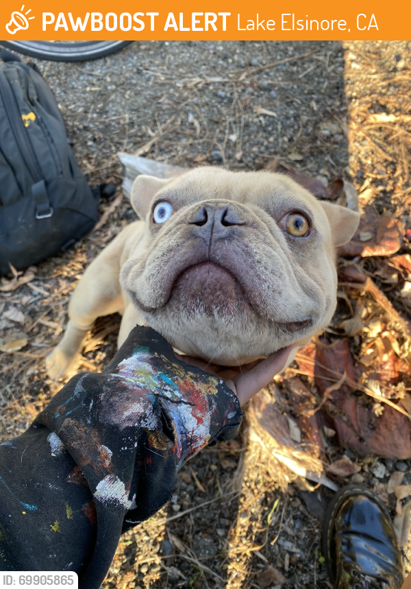 Found/Stray Male Dog last seen behind lakeview general store, Lake Elsinore, CA 92530