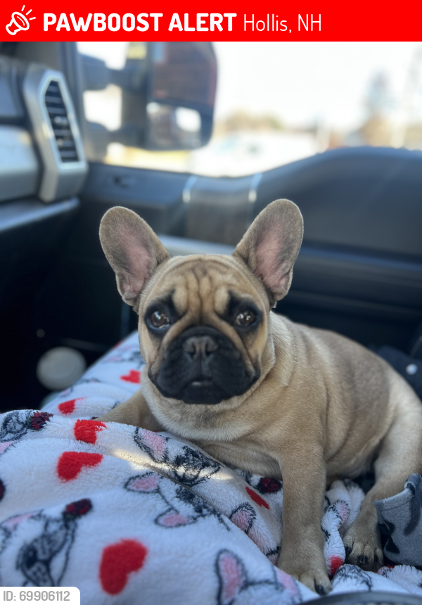 Hollis, NH Lost Male Dog, Crouton Is Missing PawBoost