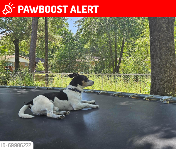 Lost Male Dog last seen Arbor oaks neighborhood , North Little Rock, AR 72120