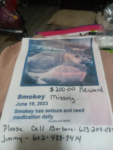 Lost Male Dog last seen 35th Ave Bethany Phoenix,az, Phoenix, AZ 85013