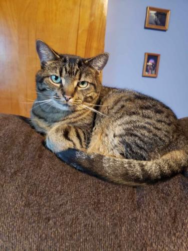 Lost Female Cat last seen Legion Rd, Erie, PA 16506