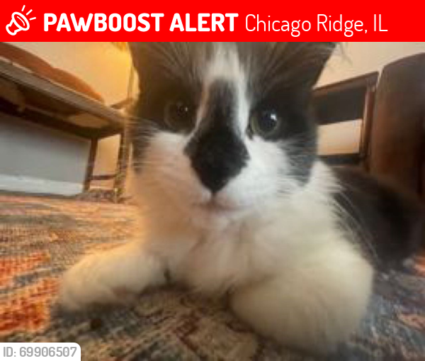 Lost Male Cat last seen Birmingham and Moody ave, Chicago Ridge, IL 60415