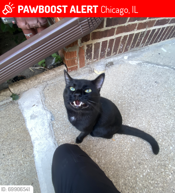 Lost Male Cat last seen Western/Devon/California/Pratt/Maplewood Ave, Chicago, IL 60647