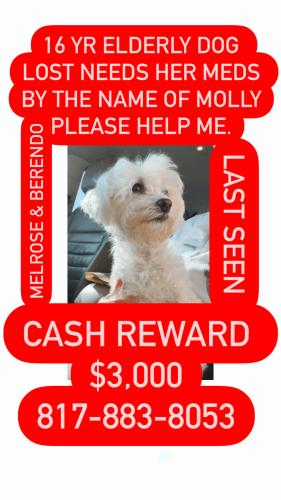 Lost Female Dog last seen Beverly and Melrose, Los Angeles, CA 90004