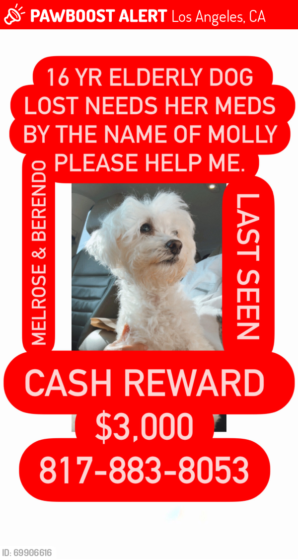 Lost Female Dog last seen Beverly and Melrose, Los Angeles, CA 90004