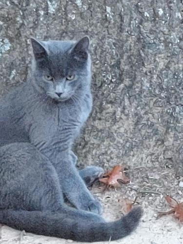 Lost Male Cat last seen Anderson hse Apts/near Mt Washington Care Cntr, Cincinnati, OH 45230
