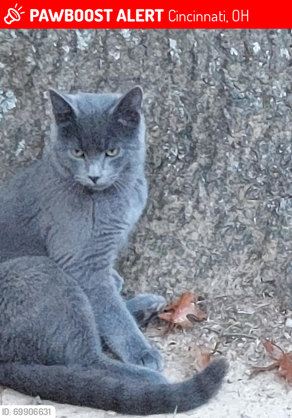 Lost Male Cat last seen Anderson hse Apts/near Mt Washington Care Cntr, Cincinnati, OH 45230