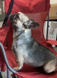 Reunited Female Dog last seen Near W Santolinas St, Rialto, CA 92376, USA, Rialto, CA 92376