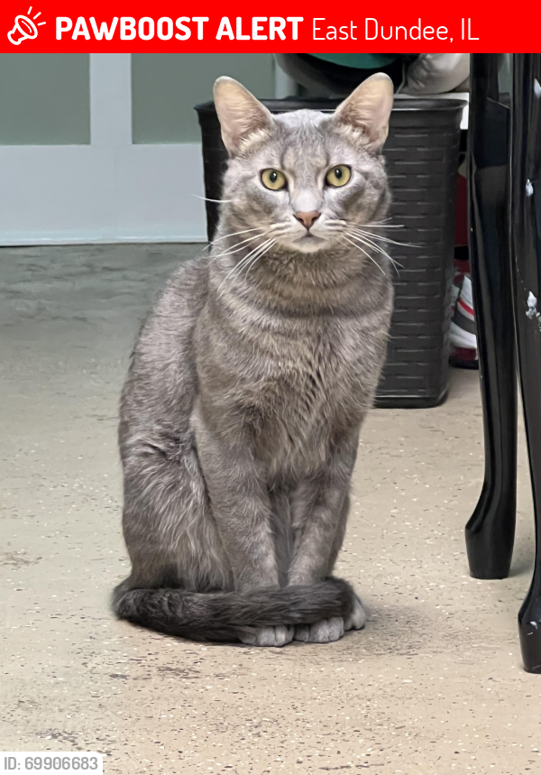 Lost Male Cat last seen East Dundee , East Dundee, IL 60118